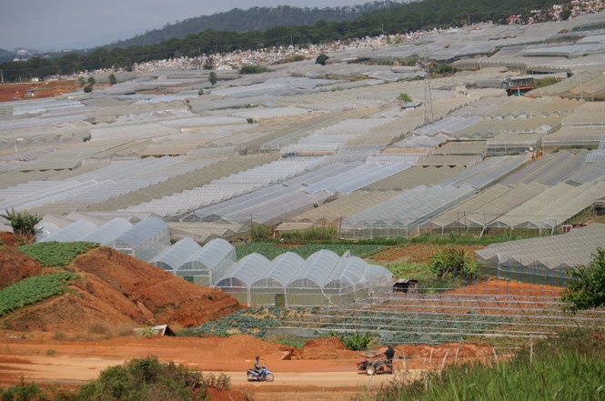 Nhà kính ken kín làng hoa Thái Phiên, một làng hoa nằm bên suối Cam Ly.