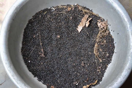 Nghi bo dau den 'tan cong' nha dan hinh anh