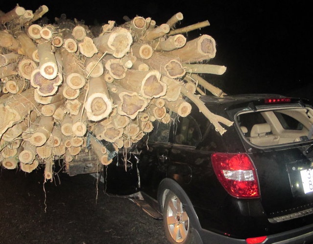 Những thanh gỗ keo trùm lên đầu xe hơi.