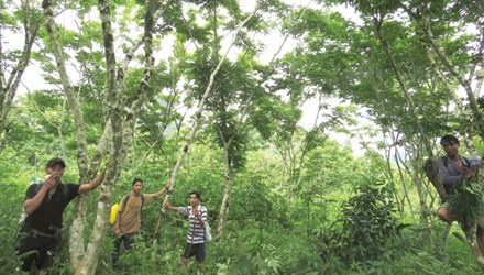 Bau vat cua nguoi A Rem hinh anh