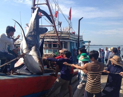 Dua ca voi khoang nua tan vao bo chon cat hinh anh