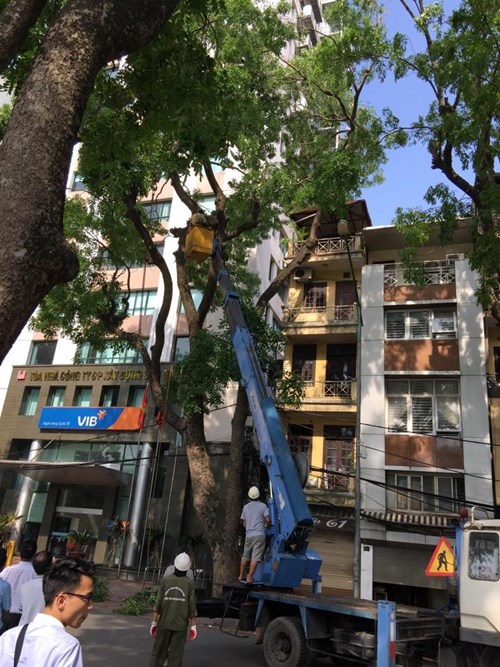 Lực lượng chức năng điều cần cẩu lớn xử lý cây xà cừ cổ thụ. 