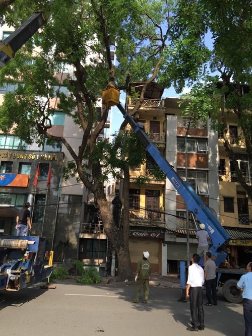 Một cành cây lớn tì vào ban công tầng thượng ngôi nhà, trượt từ phải sang trái khoảng hơn một mét, tách tường ngôi nhà ra gần 10cm với tường nhà bên cạnh. 