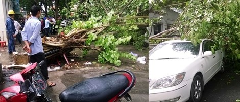 Cay bo de lon bi do sap sau tran mua ngay trung tam TP HCM hinh anh