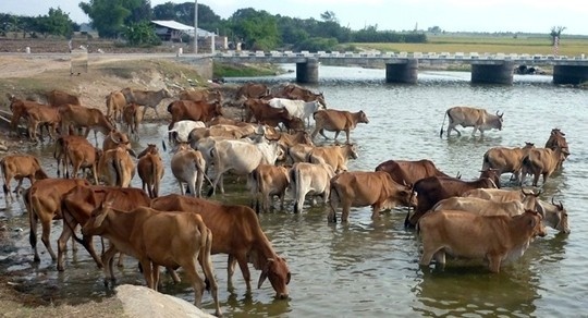Nước từ thượng nguồn đổ về trên các kênh mương, dù ít oi, nhưng góp phần cứu khát cho gia súc.