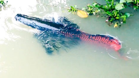 Nuoi 'thuy quai' trong vuon nha hinh anh