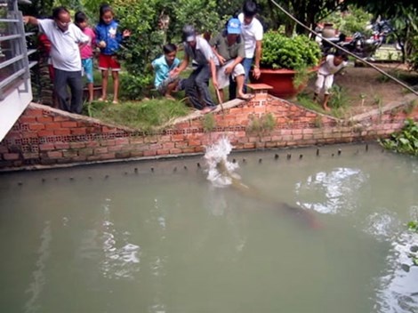 Chỉ cần thấy có người, cặp cá trống liền ra canh chừng và đớp bóng cảnh cáo.