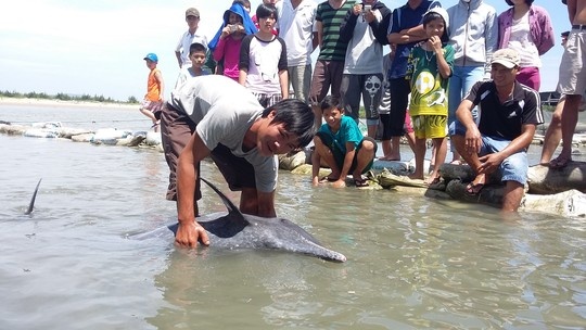 Rất đông người dân đến xem cá mắc cạn.