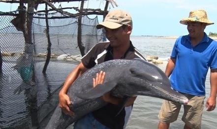 Ca heo dai 1,6 m mac can tren bai bien Vung Tau hinh anh