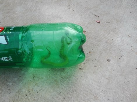 Người dân vừa bắt được rắn lục đuôi đỏ tại phường Thạnh Lộc ngày 25/6. 