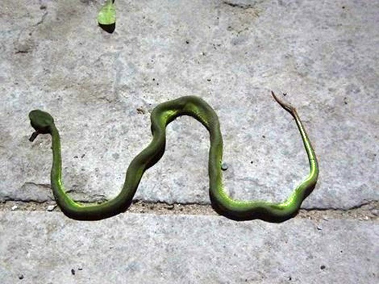 Thuc hu tin don co nguoi tha ran luc duoi do o TP HCM hinh anh