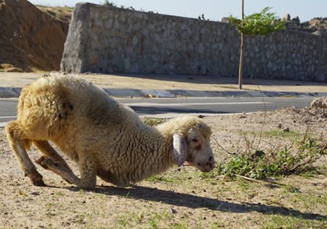 Cuu, de guc nga o 'ron han' Ninh Thuan hinh anh