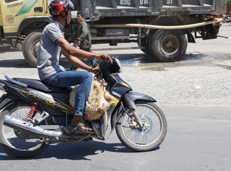 Thỉnh thoảng trên đường người dân chở những con cừu chết vì đói, khát.