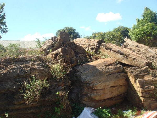 Hon 90 m3 go thuy tung dang muc nat: Bo khong tra loi hinh anh