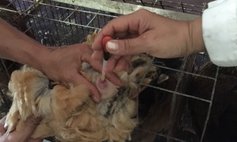 GS Nguyen Lan Dung ke ve viec thu tinh nhan tao cho ga hinh anh