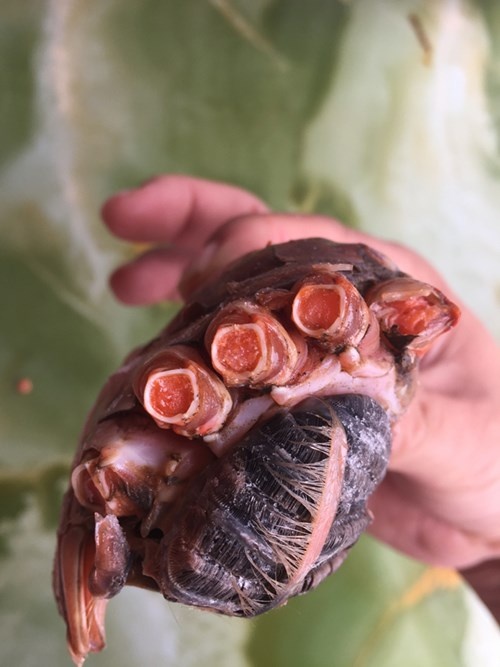 Từ thịt chân cua đến các bộ phận đều có màu gạch. Nhiều người dân thôn Tân Quý cho biết, đây là hiện tượng chưa từng thấy. “Người dân Hộ Độ  từ xưa đến nay nuôi và bắt được rất nhiều cua từ sông suối. Cua này phải được đưa từ đâu đến mới có hiện tượng toàn gạch như thế”, một người dân xóm Tân Phú khẳng định.