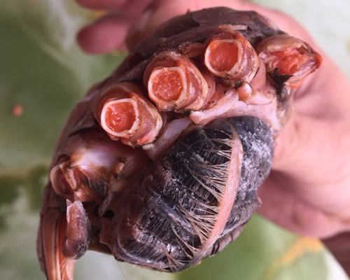 Cua toan gach, chua vat the la hinh anh