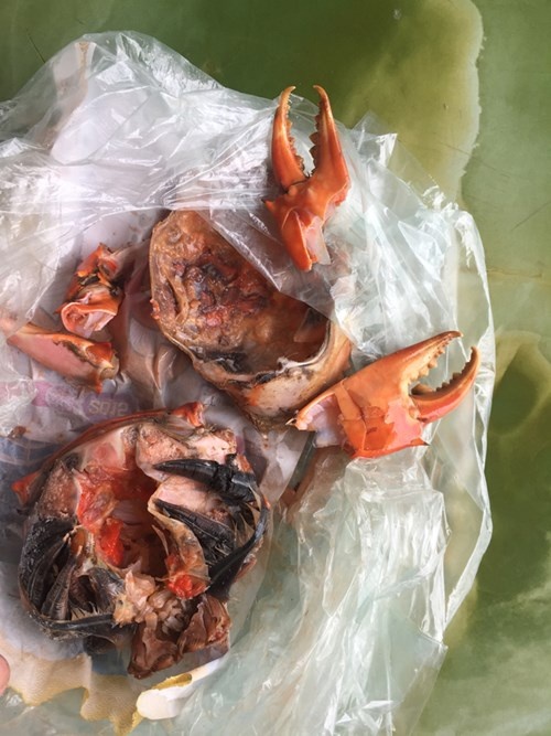 Sau nhiều lần thuyết phục, con gái chị H. (người phát hiện con cua toàn gạch) mở tủ lạnh lấy ra một túi ni lông đựng bên trong con cua đã được bóc. Không cần quan sát kỹ cũng thấy rõ một màu vàng nhạt từ thịt của chân cua, ruột, các mấu chân…Đặc biệt yếm cua hai bên có một màu đen và một vật thể lạ hình tròn, màu vàng và rất dai.