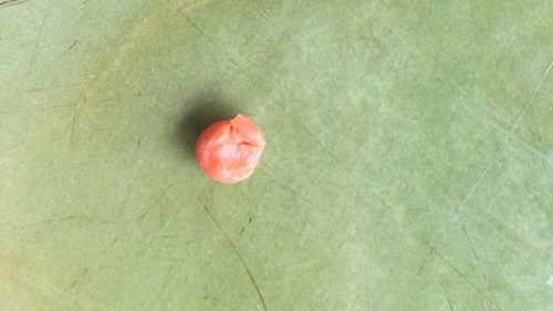 Nhiều người dân nơi đây cho biết, có thể vật thể lạ bên trong con cua là loại thuốc tạo gạch. Tuy nhiên, hiện tượng gạch được phát hiện trong các chân cua từ xưa tới nay chưa có.