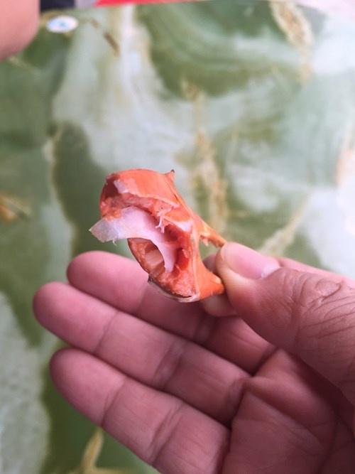 Hiện gia đình chị H. vẫn đang lưu giữ con cua “lạ” này trong tủ lạnh.