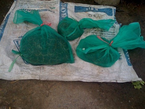 Rắn cạp nia là loại cực độc nằm uốn mình khoang tròn bên lề đường khiến người đi đường một phen khiếp vía khi nhìn thấy..