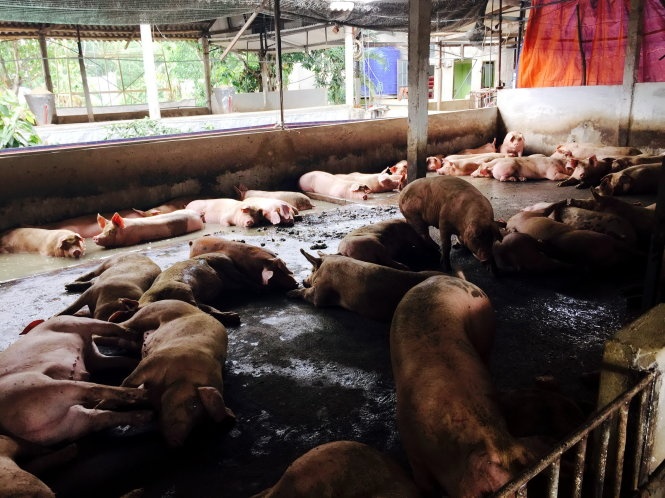 Bon trai heo  su dung chat tao nac hinh anh