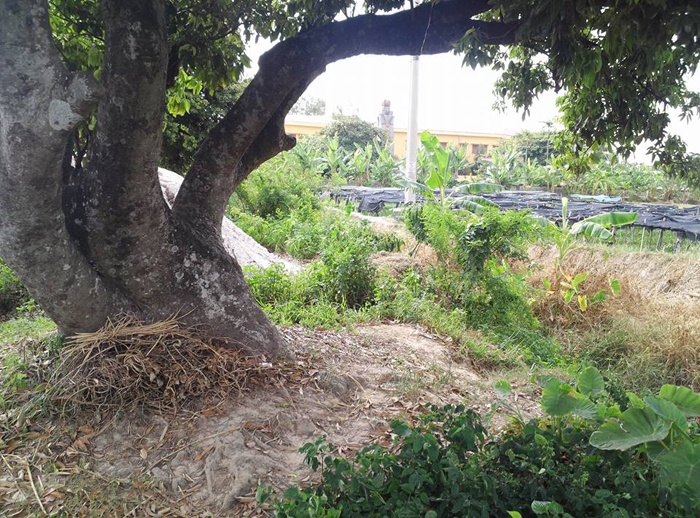 ‘Yeu rau xanh’ hiep dam be gai 13 tuoi giua dong hinh anh