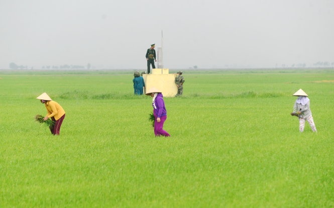 Người dân ấp Bình Bắc đang chăm sóc lúa trên đồng Gò Chùa, cạnh cột mốc 203.