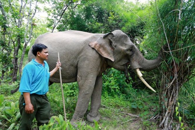 Mac vong canh voi hinh anh