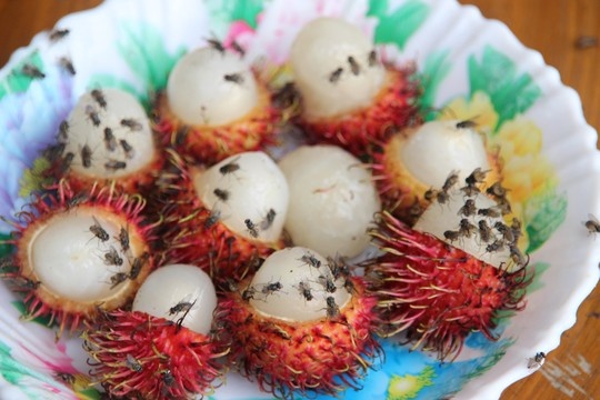 Đĩa chôm chôm vừa mới bỏ xuống bàn đã có hàng chục con ruồi bu kín.