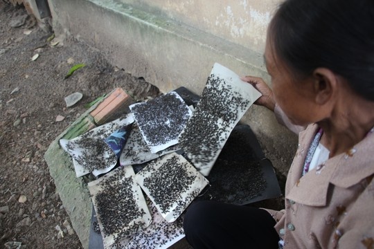 Ruồi xuất hiện khắp nơi.