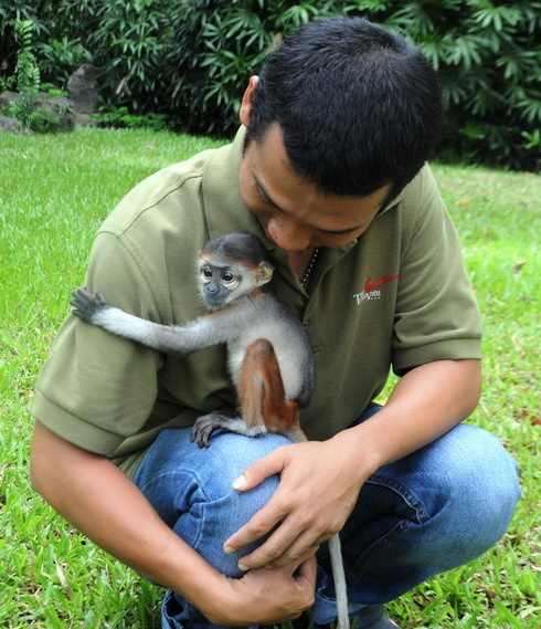 Voọc con quý hiếm quấn quýt bên ông Trực tại Thảo cầm viên Sài Gòn.