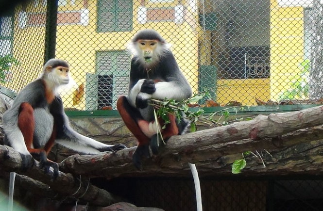 Sau khi được bàn giao nuôi dưỡng năm 2010, một voọc con khác đã trưởng thành.