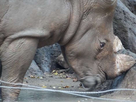 Thuc hu ho o Thao cam vien bi bo doi, te giac bi mai sung hinh anh