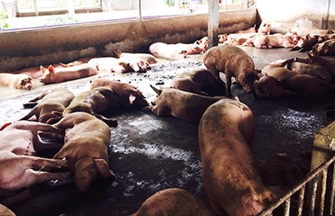 Duong di cua chat tao nac gay ung thu hinh anh