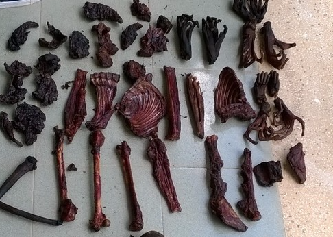 Truy tim ke giet hai 5 con vooc cha va chan den hinh anh