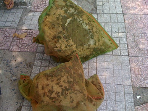 Giá 1 tổ ong vò vẽ rừng được người bán “hét” mức từ 900.000- 1.500.000 đồng/1 tổ, bao luôn việc “sơ chế” tại chỗ bán.