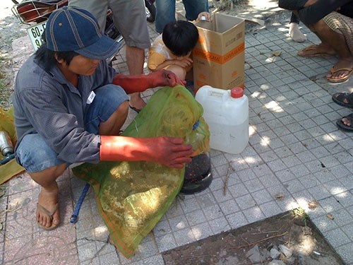 Canh so che ong doc giua pho hinh anh