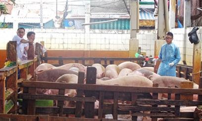 Chat cam trong heo cao hon muc cho phep... 650 lan hinh anh