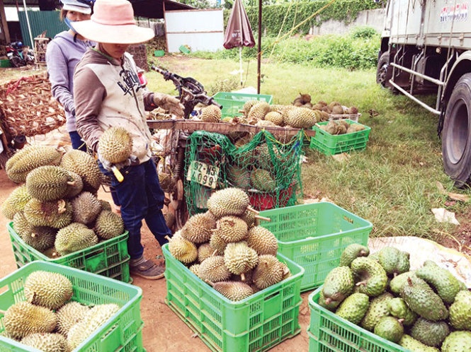 Con do long hanh, nem bom xang diem thu mua sau rieng hinh anh