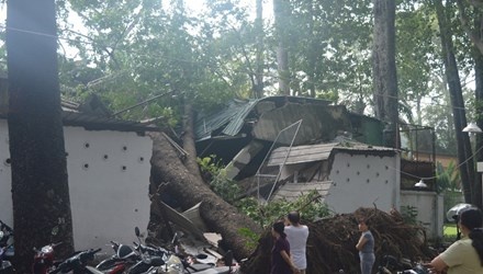 Cây cổ thụ trăm tuổi bật gốc vào sáng sớm.