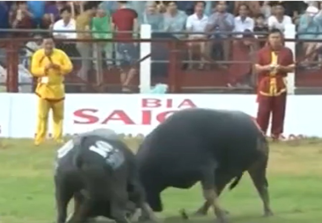 Mua to, khan gia van do ve chung ket Choi trau Do Son 2015 hinh anh