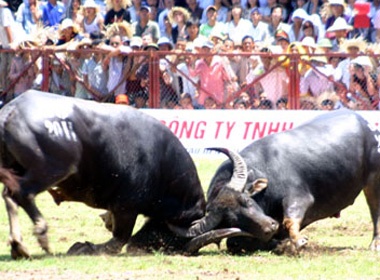 Mua to, khan gia van do ve chung ket Choi trau Do Son 2015 hinh anh