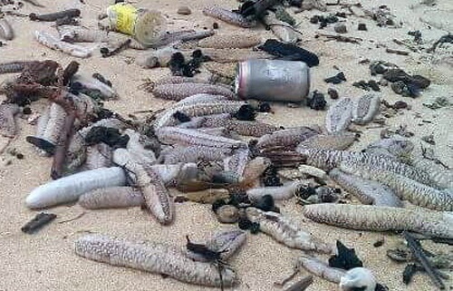 Hang ngan hai sam dat vao bo, nguy co gi? hinh anh