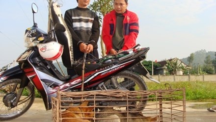 Trom mot con cho cung co the ngoi tu hinh anh