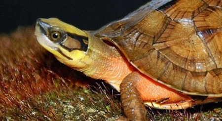 Rua vang va nhung nguoi vo tinh duoc 'loc troi' hinh anh