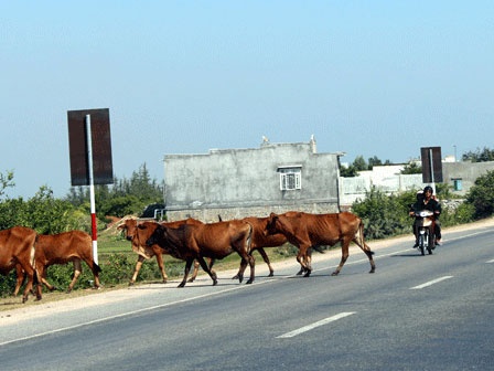 Da Nang: Se dua trau bo lang thang vao... trai giam hinh anh