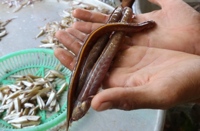 Trong khi mơ cá hô, ngư dân lưới được những con cá nhỏ từ dòng Cổ Chiên.