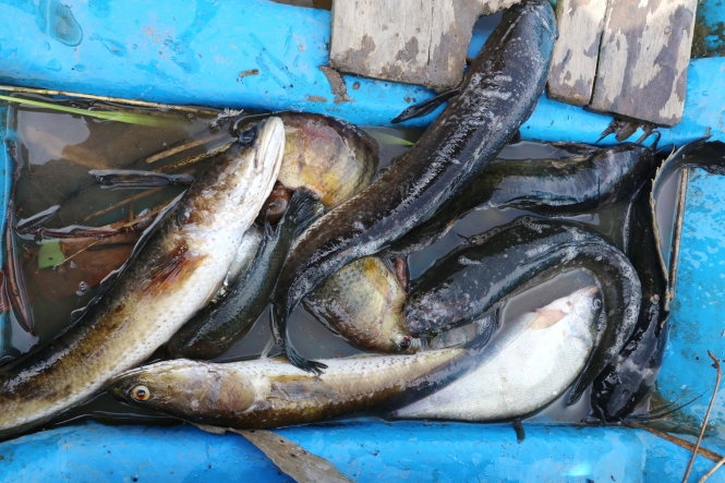 Cá đồng U Minh đang ngày càng ít dần.