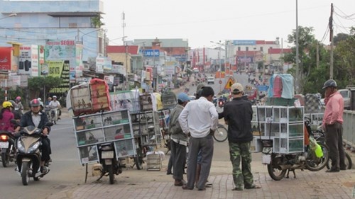 Nhung chieu doc tan diet chim troi hinh anh